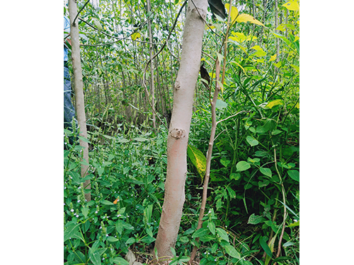 本地優(yōu)選3年苗（價格面議）